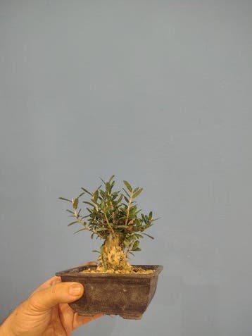 Olijf bonsai (Olea europaea) - Hoogte (boom): 13 cm - Diepte
