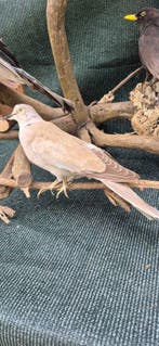 Ekster - Merel - Gaai - Spreeuw - Houtduif Taxidermie, Nieuw