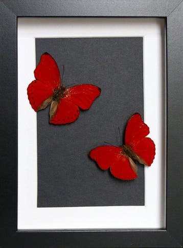 Vlinder Taxidermie volledige montage - Cymothoe sangaris -