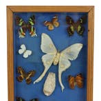 Vlinder Taxidermie wandmontage - Actias Selene - 43 cm - 30