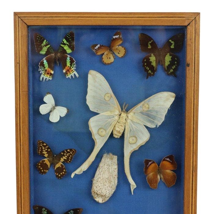 Vlinder Taxidermie wandmontage - Actias Selene - 43 cm - 30, Antiquités & Art, Curiosités & Brocante
