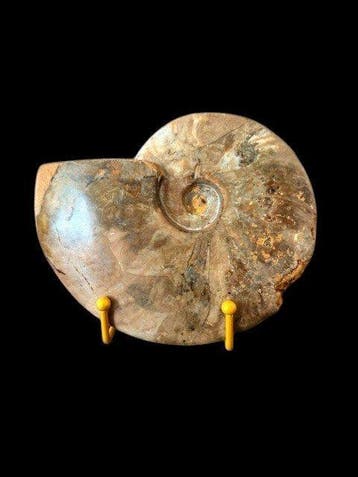 Cleoniceras besairiei - Coquillage fossilisé - 13 cm - 18 cm, Collections