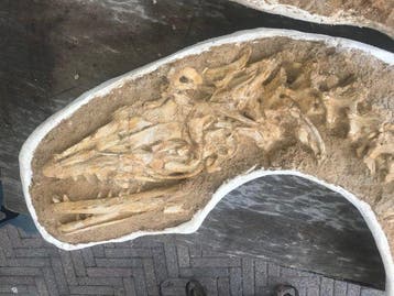 Mosasaur in veldjasje - Fossiel skelet - Halisaurus
