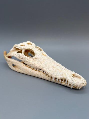Nijlkrokodil Schedel - Crocodylus niloticus - 6 cm - 10 cm -, Nieuw
