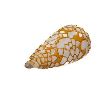 Rariteit: Conus nobilis ORANGE – 41 mm – GEM – Misamis,