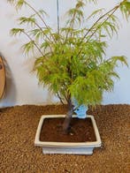 Japanese maple bonsai (Acer palmatum) - Hauteur (arbre) : 40