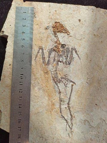 Gefossiliseerd dier - Enantiornithes - 20 cm - 20 cm (Zonder