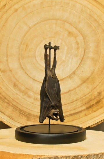 Vleermuis Taxidermie volledige montage - Cynopterus, Antiek en Kunst