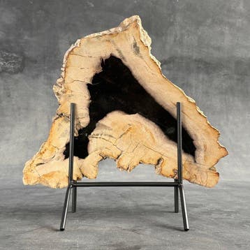Magnifique tranche de bois pétrifié sur un socle