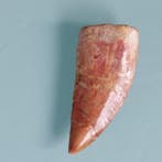 Dinosaurus - Fossiele tand - Carcharodontosaurus sp. - 43 mm