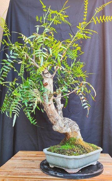Bonsai Schinus molle - Hoogte (boom): 50 cm - Diepte (boom):