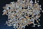 100 grammes de dents de requin fossiles --SANS PRIX DE