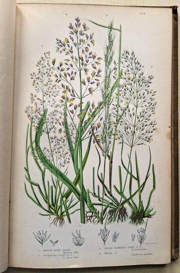 Anne Pratt - The British Grasses and Sedges, with 35 colour