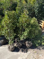 Portugese Laurier 2de keus, Tuin en Terras, Ophalen of Verzenden