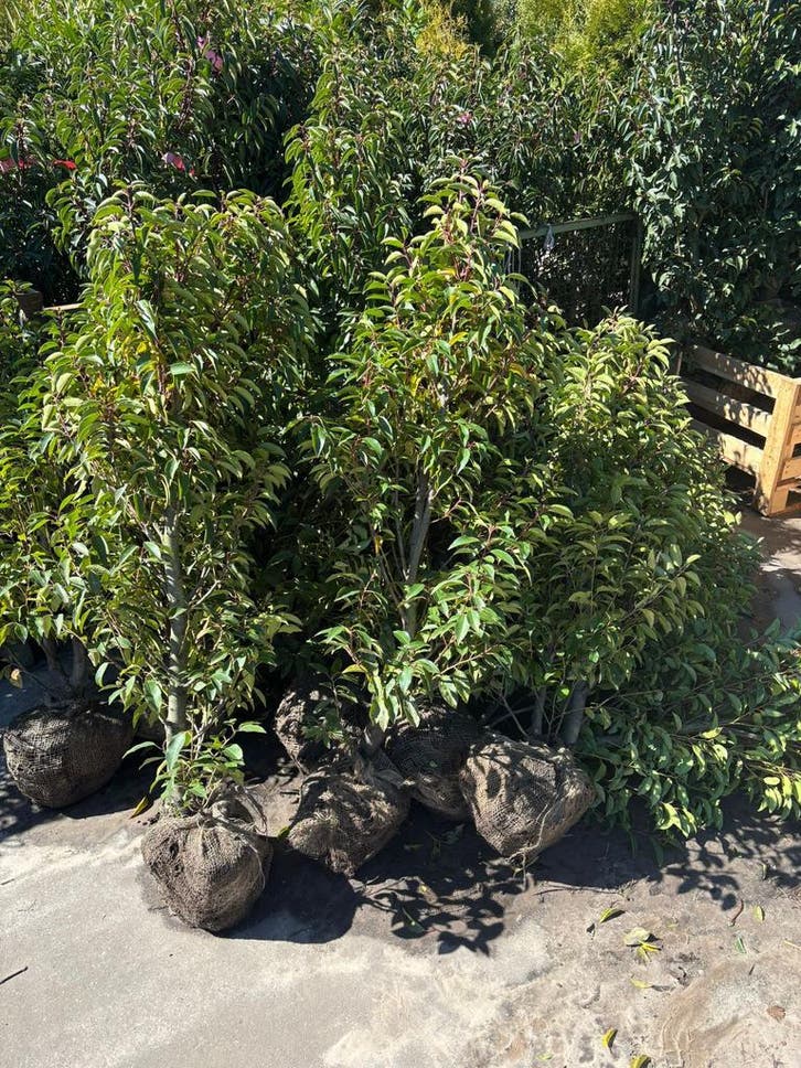 Portugese Laurier 2de keus, Jardin & Terrasse, Plantes | Arbustes & Haies, Enlèvement ou Envoi