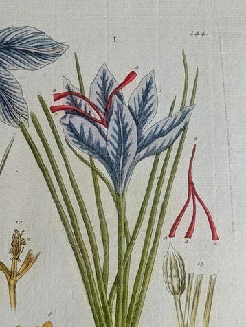 Blackwell (XVI - Crocus Saffran
