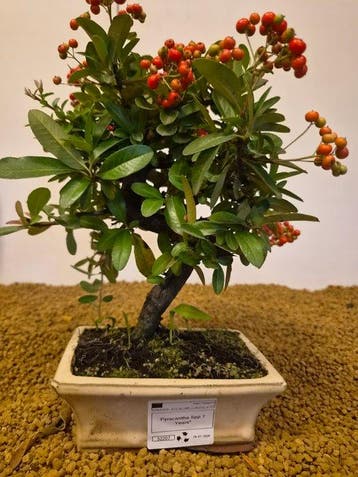 Vuurdoorn bonsai (Pyracantha) - Hoogte (boom): 26 cm -