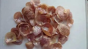 Jingle schelpen paars bruin parelmoer (jingle shells), ca., Nieuw