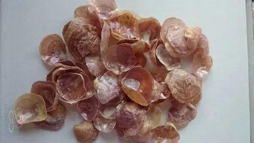 Jingle schelpen paars bruin parelmoer (jingle shells), ca., Hobby en Vrije tijd, Knutselen, Nieuw