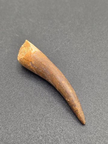 Plesiosaurus - Fossiele tand - Fossil Tooth of Plesiosaur -, Collections, Minéraux & Fossiles