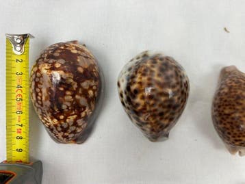 Gastropode Zeeschelp - Cypraea tigris, Trochus maculatus,