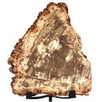 Ornement décoratif - Indonésie - bois pétrifié, Antiek en Kunst