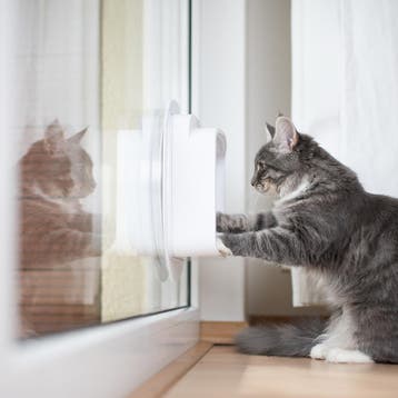 Enkel glas gehard/gelaagd met sparing voor kattenluik, Verzenden, Nieuw