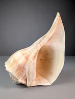 Grote Busycon-whelkschelp Zeeschelp - Busycon contrarium, Nieuw