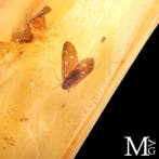 Specimen van kopal - Natuurlijk - Jonge barnsteen.