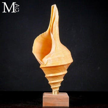 Australische trompetschelp met elegante spiralen, Nieuw