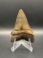 Requin - Dent fossile - Carcharodon Carcharias - 6.2 cm -, Collections