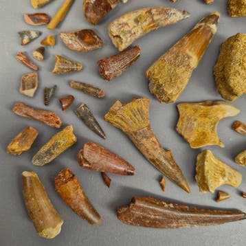 Ongedetermineerde collectie - Fossiele tand - Dinosaur: