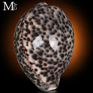 Special Colour - crème - Blauwe Collector Shell - 108,5 mm, Nieuw
