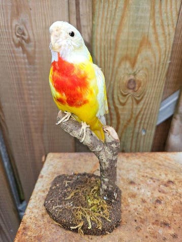 Splendid parkiet ( geel ) Taxidermie volledige montage -, Nieuw