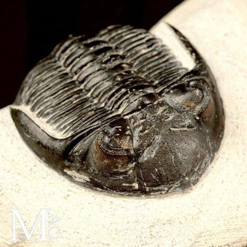 Trilobietfossiel op matrix - Fossiel skelet - Trilobite