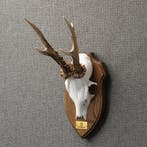 Reebok Gewei Taxidermie Opgezette Dieren By Max, Ophalen of Verzenden, Opgezet dier