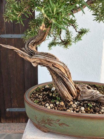 Rosemary - Hoogte (boom): 60 cm - Diepte (boom): 45 cm -