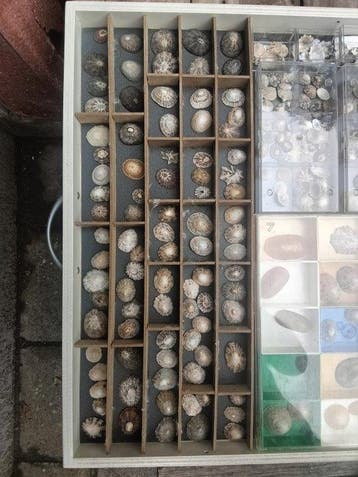 Collection de coquillages Coquillage marin - Limpet shells