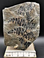 Fougère - Plante fossilisée - Sphenopteris dicksonioides