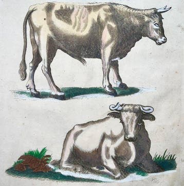 Matthäus Merian (1593-1650) - hand-coloured folio: Bull,