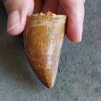 Dinosaure - Dent fossile - Carcharodontosaurus saharicus -