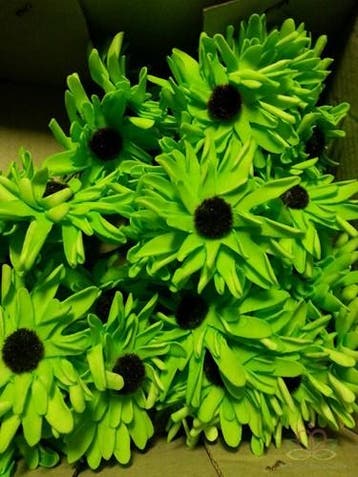 Aster Gerbera Neon Groen Foambloem Doos 30 stuks, Nieuw