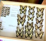 Tiroir entomologique scientifique - 40 papillons européens -, Nieuw