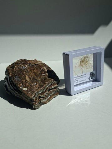 Mammouth laineux - Molaire fossile - MOLAR + HAIR, Collections