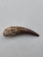 Plésiosaure - Dent fossile - Fossil Tooth of Plesiosaur - 4