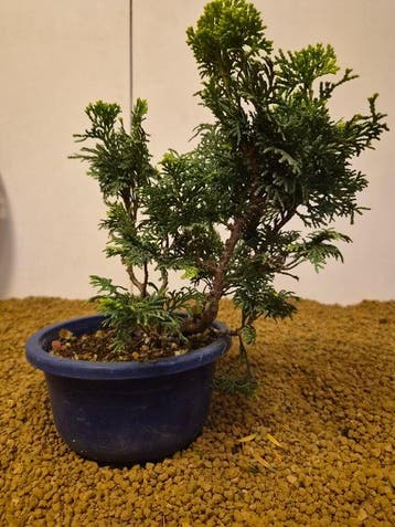 Hinoki cipres bonsai (Chamaecyparis obtusa) - Hoogte (boom):