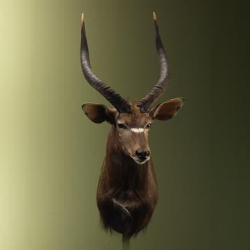Nyala Taxidermie Opgezette Dieren By Max, Ophalen of Verzenden, Opgezet dier