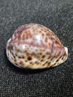 Conque Coquillage marin - Coppia di Cypraea tigris (Ciprea, Nieuw