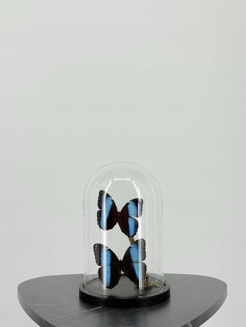 Morpho achilles onder stolp Taxidermie volledige montage -, Nieuw