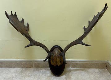 Hert Hoorns - Cervus elaphus - 64 cm - 60 cm - 60 cm, Nieuw